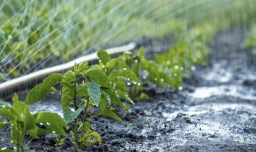 Corrosion Inhibitors