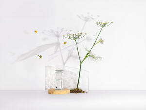 Fragrances | The Elements Collection